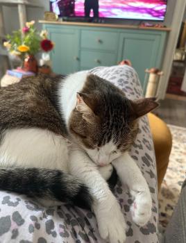 Lila Bild von Lila
