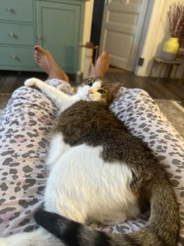 Lila Bild von Lila
