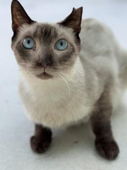 Bild von Minerva