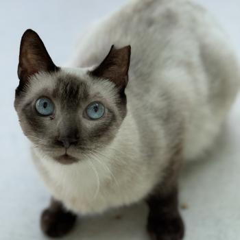 Bild von Minerva