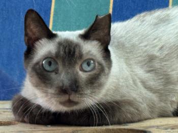 Bild von Minerva