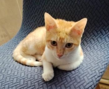 Carmelo Bild von Caramelo