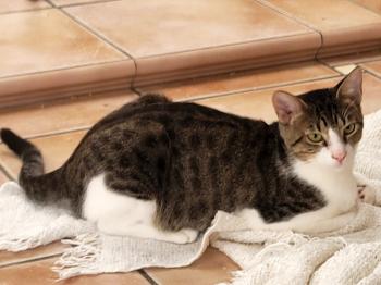 Bild von Lucca