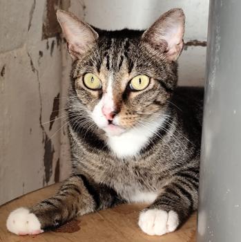 Bild von Miau
