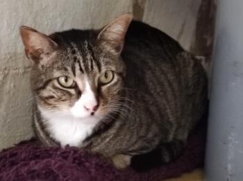 Bild von Miau