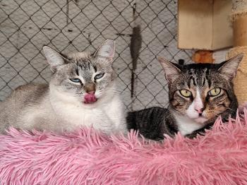 Bild von Miau