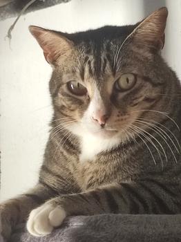 Bild von Miau
