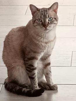 Bild von Bartolo