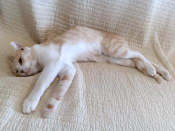 Cletus Bild von Cletus