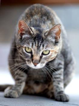 Bild von Lilith