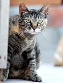 Bild von Lilith