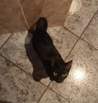Maca Bild von Maca