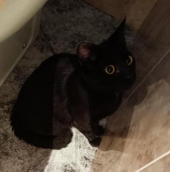 Maca Bild von Maca