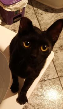 Maca Bild von Maca