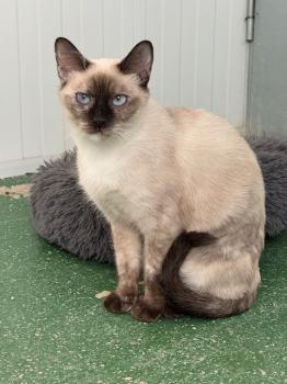 Perla Bild von Perla