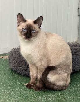 Perla Bild von Perla