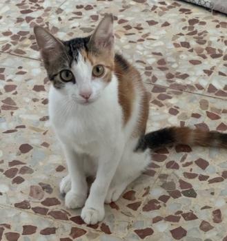 Moka Bild von Moka