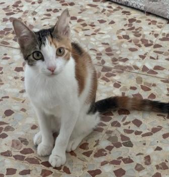 Moka Bild von Moka
