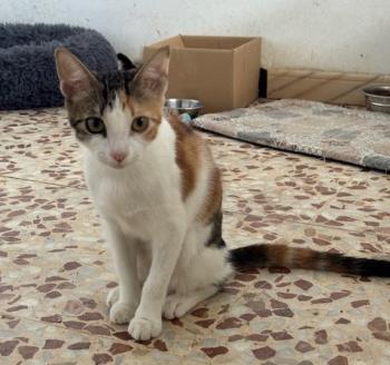 Moka Bild von Moka