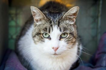 Fura Bild von Fura
