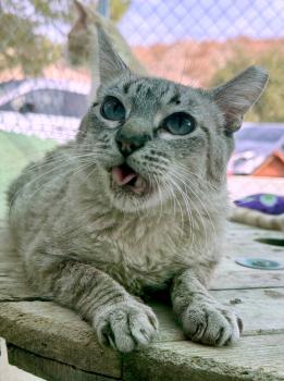 Bild von Balu