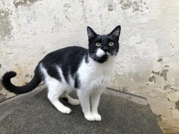 Pepito Bild von Pepito