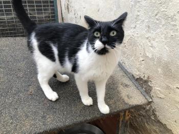 Pepito Bild von Pepito
