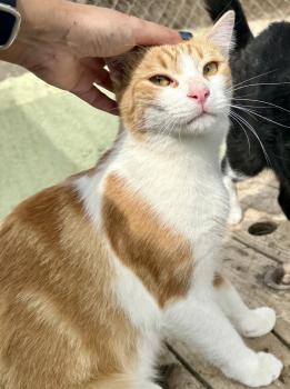 Bild von Mufasa
