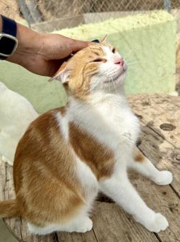 Bild von Mufasa