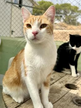 Bild von Mufasa