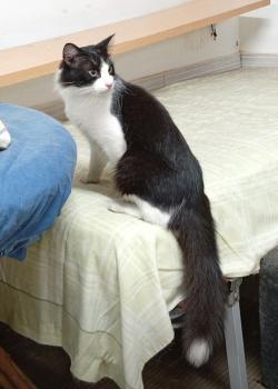 Loki Bild von Loki