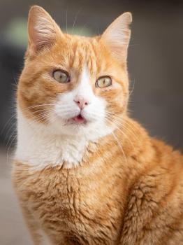 Simba Bild von Simba