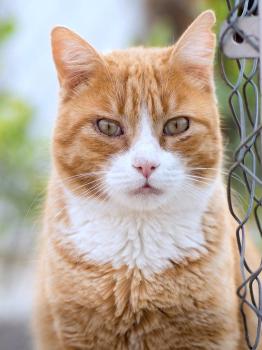 Simba Bild von Simba