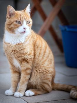 Simba Bild von Simba