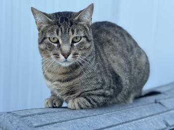 Bobbit Bild von Bobbit