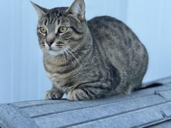 Bobbit Bild von Bobbit
