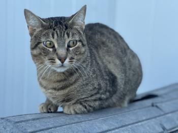 Bobbit Bild von Bobbit