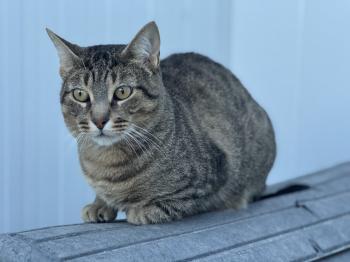 Bobbit Bild von Bobbit