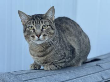 Bobbit Bild von Bobbit