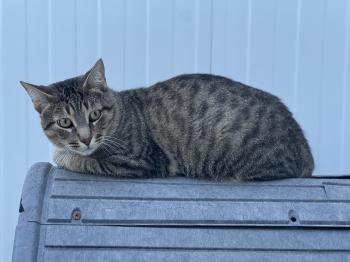 Bobbit Bild von Bobbit