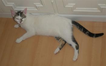 Henry Bild von Henry