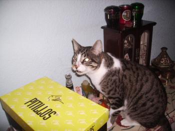 Hemy Bild von Hemingway