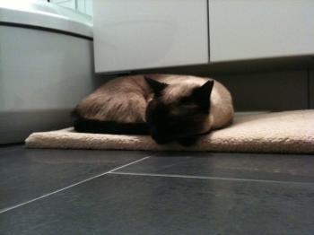 Mila Bild von Mila
