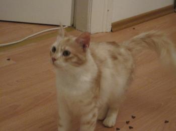 Hailey Bild von Lama