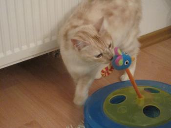 Hailey Bild von Lama