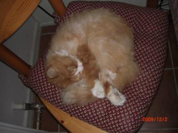 Carlos Bild von Bello