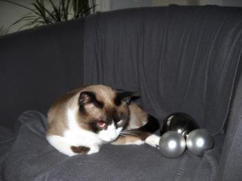 Omali Bild von Mr. Omalli