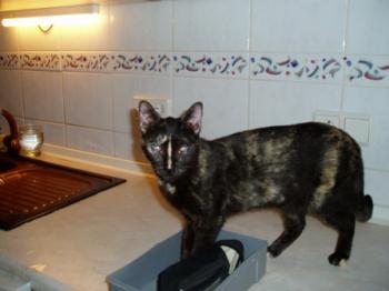 Dalila Bild von Dalila