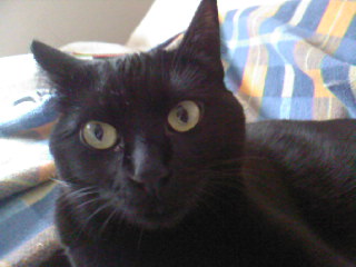 Nera Bild von Nera Corleone