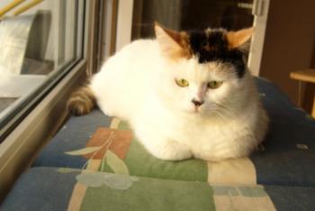 Dolly Bild von Dolly